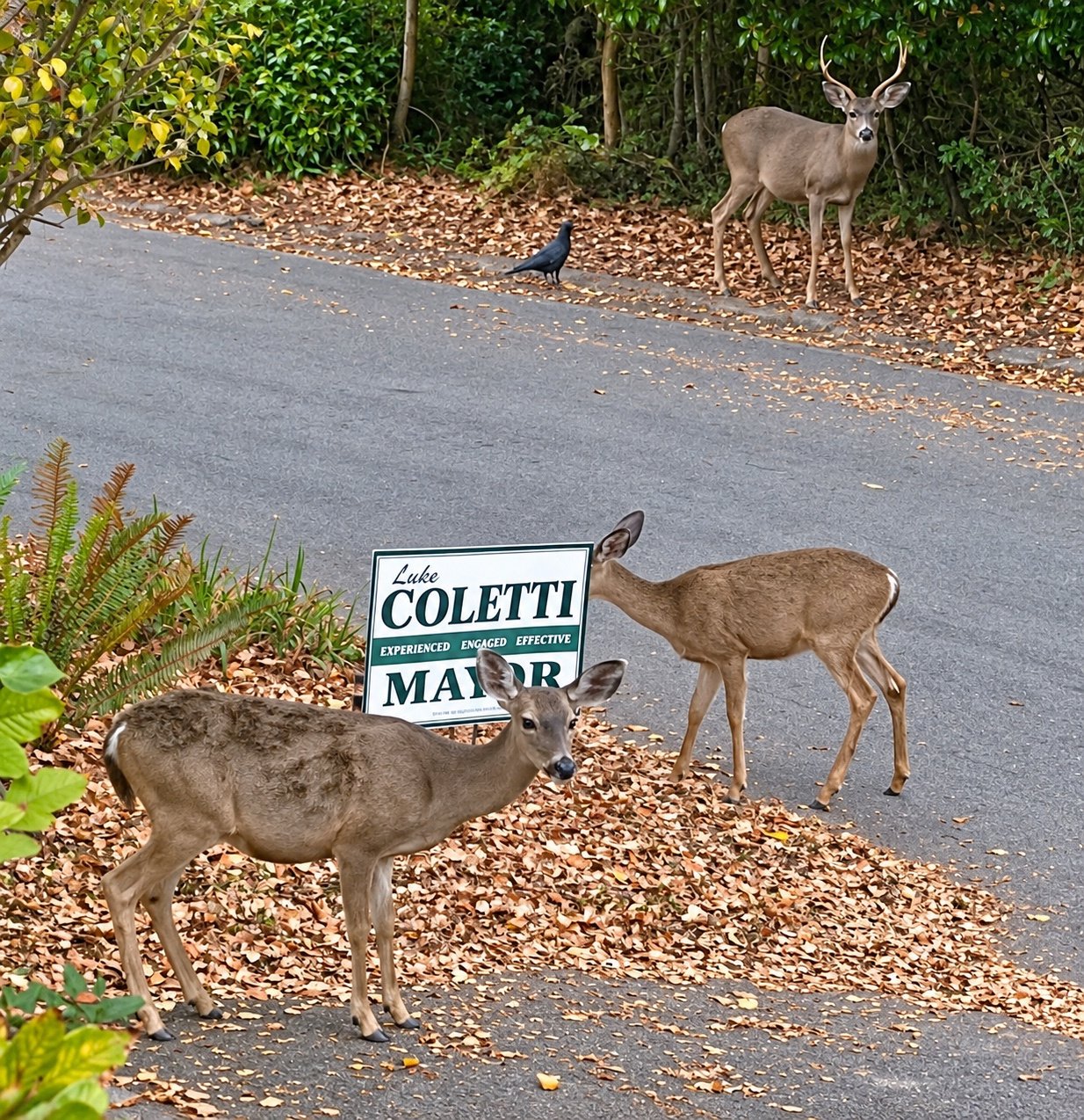 Coletti Deer Sign Coletti Deer Sign